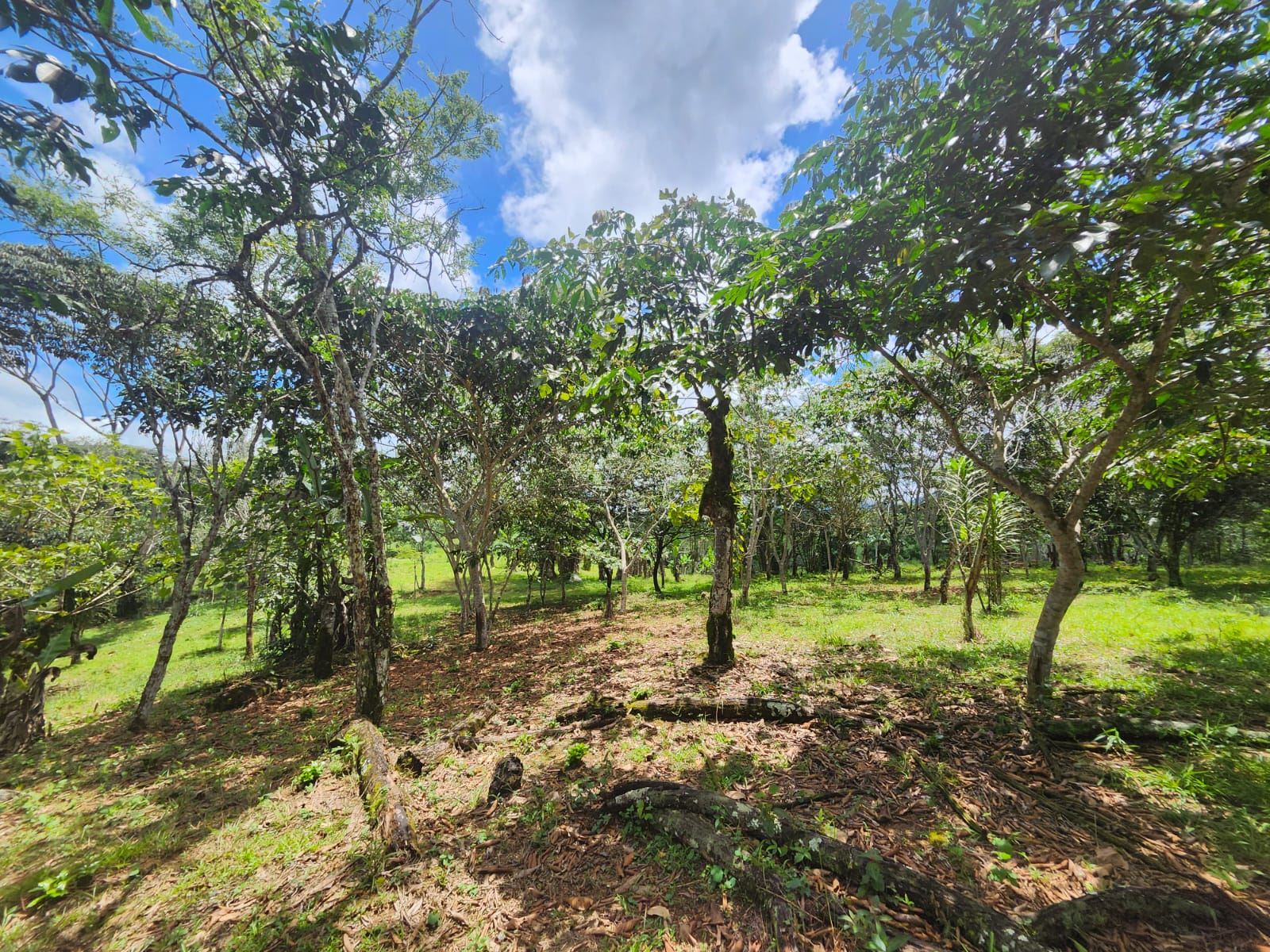 Quiet and peaceful farm in Quizarra, Perez Zeledon!